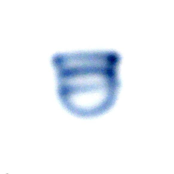 Wiener Bindenschild